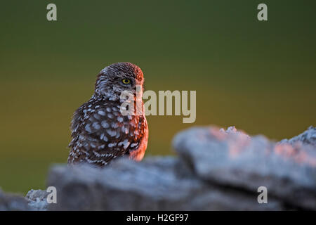 Steinkauz Athene Noctua Montgai Spanien April Stockfoto