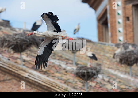 Weißstorch Ciconia Ciconia im Flug über Kathedrale Alfaro Spanien Stockfoto