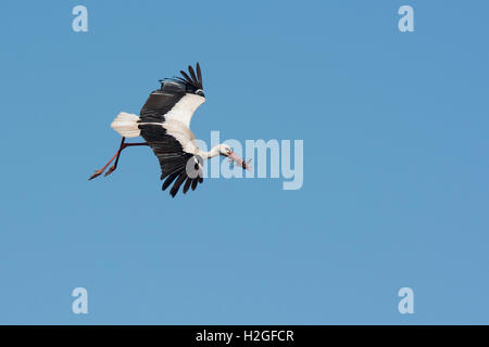 Weißstorch-Ciconia Ciconia Ankunft mit Nistmaterial am Nest am Dom Alfaro Spanien Stockfoto