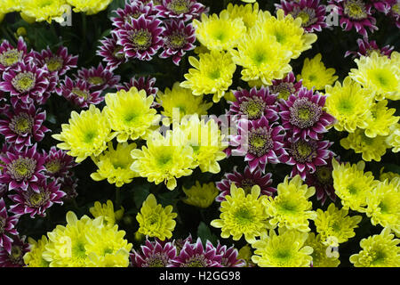 Chrysantheme Swan sonnig und Disco-Club auf dem Display. Stockfoto