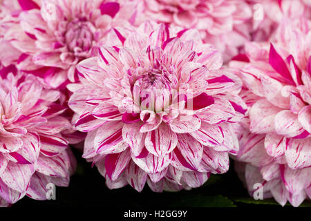 Dahlie 'Pfefferminze Splash' auf dem Display. Stockfoto