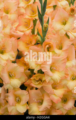 Gladiole "Sunshine" Blumen. Stockfoto