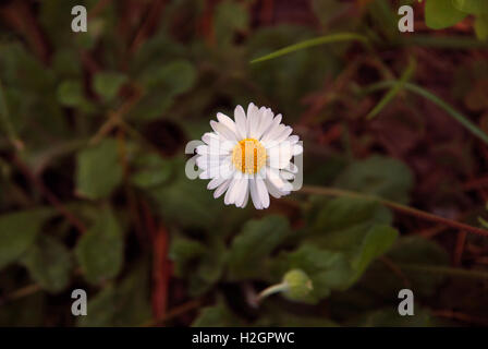 White Daisy Blume. Nahaufnahme der blühenden Shasta Gänseblümchen auf einer Wiese. Stockfoto
