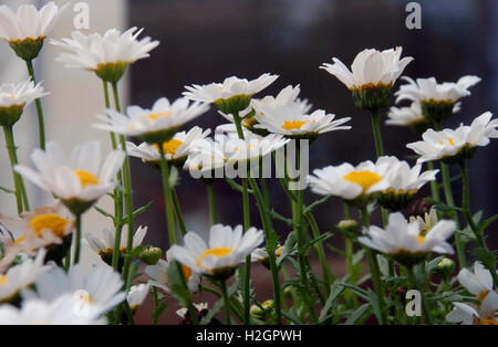 Weiße Gänseblümchen Blumenfeld. Stockfoto