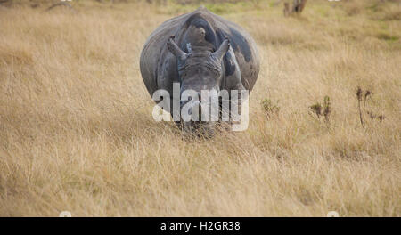 Eine schwangeren Breitmaulnashorn Uhren aus hohe Gräser Stockfoto