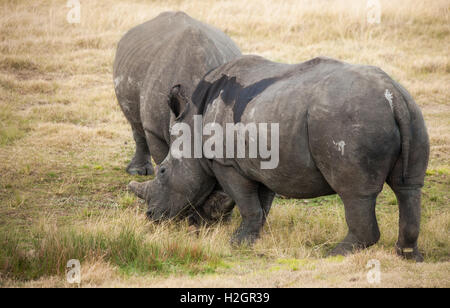 Eine schwangere Frau Rhino beruhigt ihr mate Stockfoto