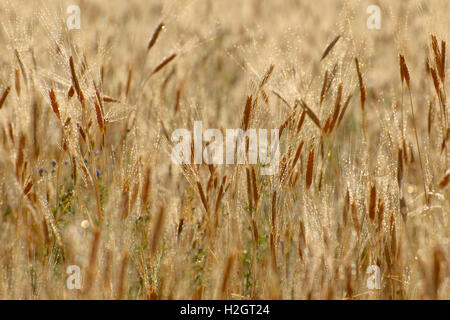 Weizen (Triticum SP.) Feld, morgen Tau, Sault, Vaucluse, Provence-Alpes-Côte d ' Azur, Frankreich Stockfoto