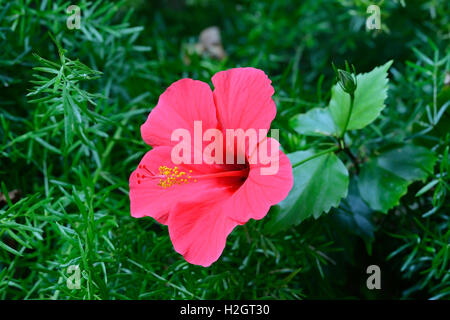 Hibiskusblüten, Hibiscus (Hibiscus SP.), rosa, Teneriffa, Kanarische Inseln, Spanien Stockfoto