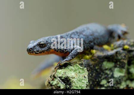 Alpestris / Bergmolch (Ichthyosaura Alpestris), Männlich, in bunten Paarung Kleid, auf einem Stück Holz. Stockfoto