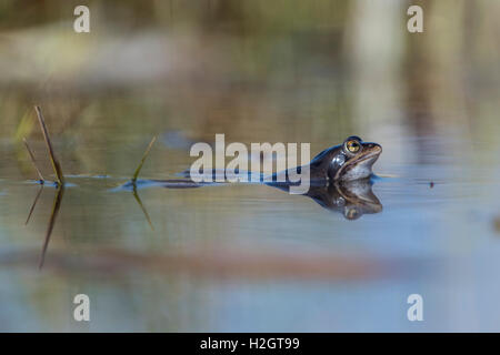 Moor-Frosch (Rana Arvalis) in Wasser, Reflexion, Dümmer See, Diepholz, Niedersachsen, Deutschland Stockfoto