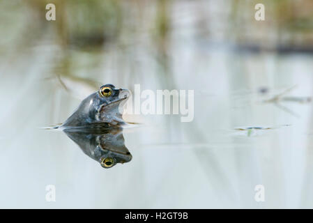 Moor-Frosch (Rana Arvalis) in Wasser, Reflexion, Dümmer See, Diepholz, Niedersachsen, Deutschland Stockfoto