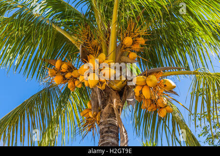 Kokospalme (Cocos Nucifera) mit reife Kokosnüsse, Cayo Santa Maria, Kuba, große Antillen, Caribbean Stockfoto