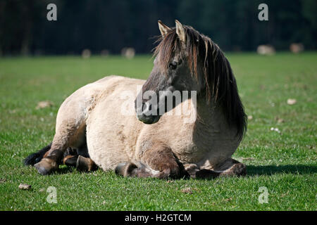 Wildpferde Dülmen, Dülmen, Nordrhein-Westfalen, Deutschland Stockfoto