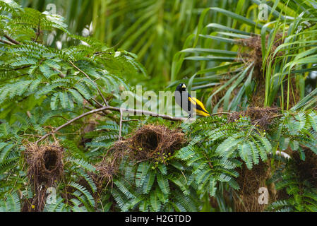 Gelb-Psephotus Cacique (Cacicus Cela) auf Ast, nistet, Cuyabeno Wildlife Reserve, Amazonas-Regenwald, Provinz Sucumbíos Stockfoto