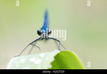 Männliche Gebänderten Prachtlibelle (Calopteryx Splendens), frontale Ansicht, Hessen, Deutschland Stockfoto