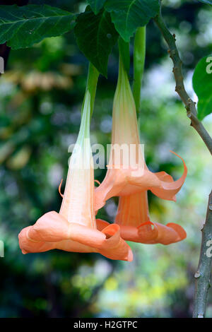 Bunte die Engelstrompete (Brugmansia versicolor), Blüten, Herkunft Süd-Amerika, Jardín de Aclimatión De La Orotava botanischen Stockfoto