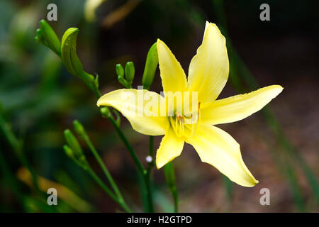 Citron Taglilien (Hemerocallis Citrina), Blüte, Herkunft Asien, Jardín de Aclimatión De La Orotava Botanischer Garten Stockfoto