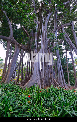 Moreton Bay Feigen (Ficus Macrophylla) oder australischen Banyan, Ursprung Australien, Jardín de Aclimatión De La Orotava botanischen Stockfoto