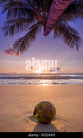 Cocont am Strand bei Sonnenaufgang in die Insel Koh Samui, Thailand. Stockfoto