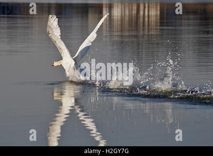 Swan See ausziehen Stockfoto