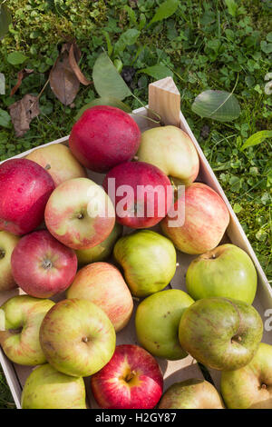 Verschiedene frische rote und grüne Bio-Äpfel angeordnet in einer Holzkiste als natürliche Stillleben für gesundes und vegetarisches Essen Stockfoto