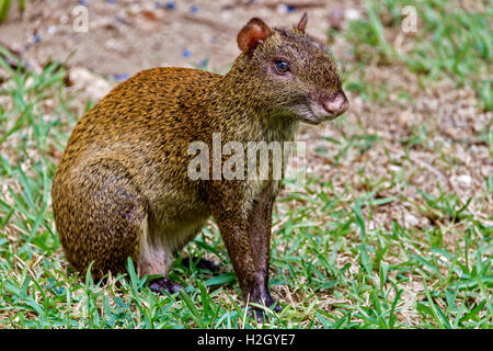 Gemeinsame agouti Yucatan Mexiko Stockfoto