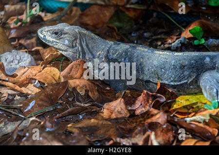 Iguana (squamate Reptil) Yucatan Mexiko Stockfoto
