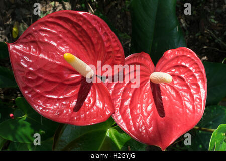 Flamingo Lilie (Anthurium Andraeanum) in einem Garten in Hong Kong Stockfoto