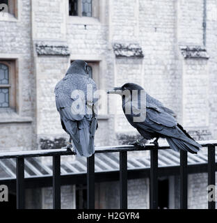 Paar Raben im Tower of London, England. Stockfoto