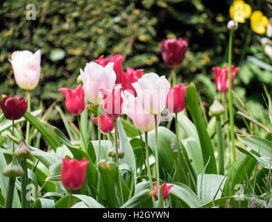 Rosa und rote Tulpen wachsen in einem Garten im Frühsommer.  England, UK, Großbritannien Stockfoto