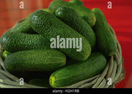 Frische grüne kleine Gurken im Weidenkorb auf rotem Grund. Stockfoto