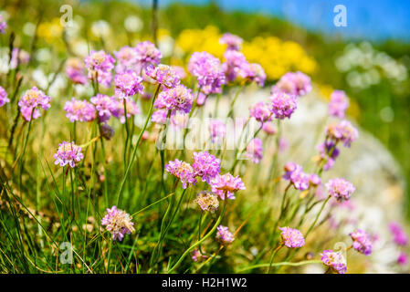 Meer pink aka Sparsamkeit (Armeria Maritima) in Howth Head außerhalb von Dublin Irland Stockfoto