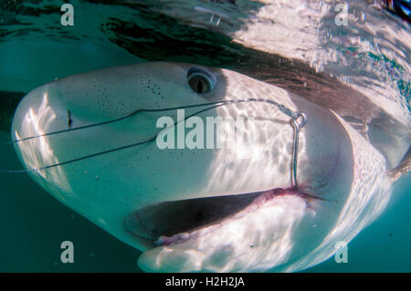 Forscher sind einen Sandbank Hai (Carcharhinus Plumbeus) im Mittelmeer tagging. Dieser Hai ist in den letzten Jahren geworden Stockfoto