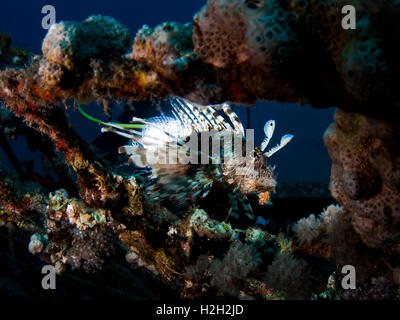 Gemeinsamen Rotfeuerfisch oder Teufel Feuerfisch (Pterois Meilen). Diese Art ist endemisch auf das Rote Meer. Es hat helle Warnfarben und seine Stockfoto