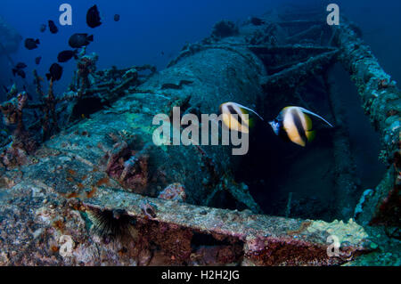 Unterwasserfoto von ein zwei rote Meer Bannerfish (Heniochus Intermedius) dieser Fisch bewohnt Korallenriffe in den tropischen Wester Stockfoto