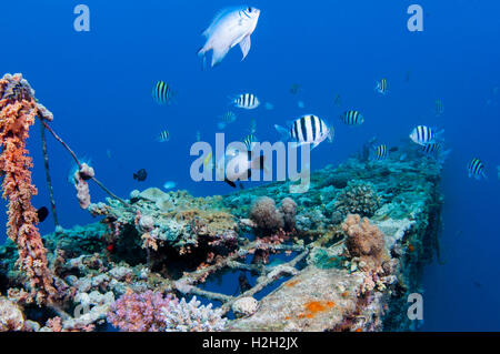 Fische und Taucher ein coral reef, Bilder aus dem Monat 10m, Rotes Meer, Eilat, Israel Stockfoto