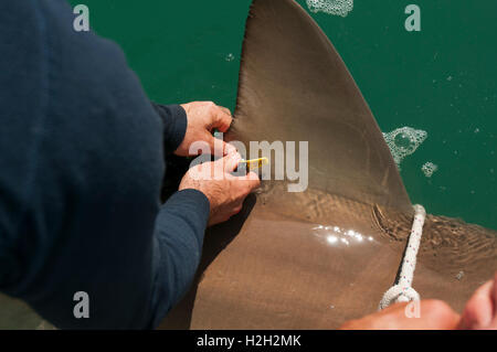 Forscher sind einen Sandbank Hai (Carcharhinus Plumbeus) im Mittelmeer tagging. Dieser Hai ist in den letzten Jahren geworden Stockfoto