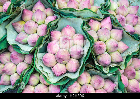 Sträuße frischer Lotus Buds Perlen mit Wasser auf dem Blumenmarkt in Bangkok, Thailand Stockfoto