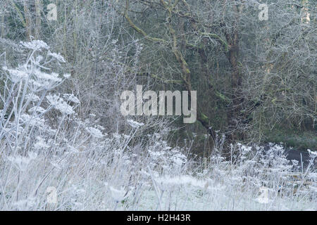 Eine mattierte Wiese im Schatten neben dem Fluss Severn bei Ironbridge mit leichtem Fang hinten und in Eis bedeckten Saatköpfen, Shropshire, Großbritannien Stockfoto