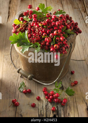 Frisch gepflückt Beeren von Weißdorn, Thornapple, Mai-Baum, Weißdorn oder Hawberry Busch (Crataegus) Stockfoto