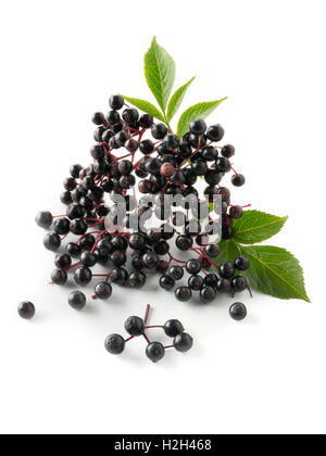 Frisch gepflückt elder oder Holunder Beeren Früchte mit Blättern (Sambucus) vor einem weißen Hintergrund Stockfoto