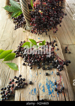 Frisch gepflückt elder oder Holunder Beeren Früchte mit Blättern (Sambucus) Stockfoto