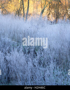 Eine mattierte Wiese im Schatten neben dem Fluss Severn bei Ironbridge mit leichtem Fang hinten und in Eis bedeckten Saatköpfen, Shropshire, Großbritannien Stockfoto