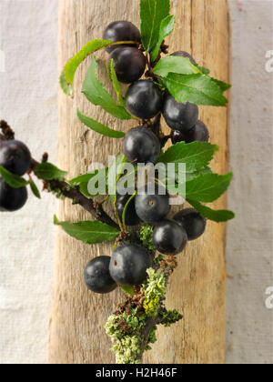 Frisch gepflückte Schlehe Beeren und Blätter aus dem Busch Schlehe (Prunus Spinosa) Stockfoto