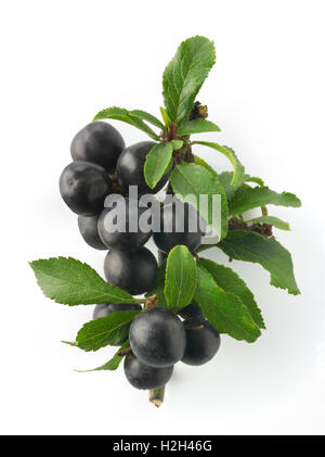 Frisch gepflückte Schlehe Beeren und Blätter aus dem Busch Schlehe (Prunus Spinosa), vor einem weißen Hintergrund Stockfoto