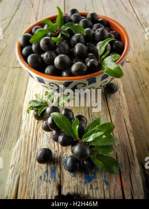 Frisch gepflückte Schlehe Beeren und Blätter aus dem Busch Schlehe (Prunus Spinosa) Stockfoto