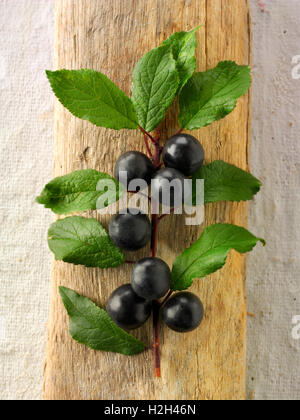 Frisch gepflückte Schlehe Beeren und Blätter aus dem Busch Schlehe (Prunus Spinosa) Stockfoto