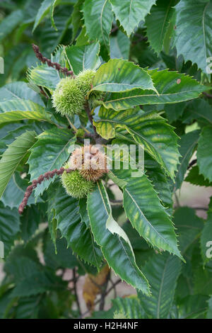 Castanea Sativa, Marigoule. Süße Kastanien auf dem Baum im Herbst Stockfoto