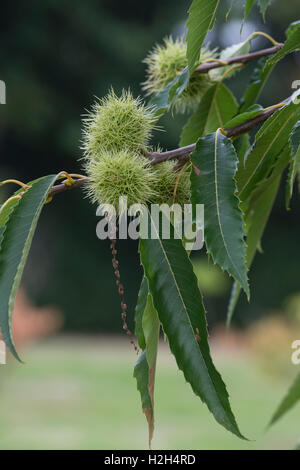 Castanea Sativa. Süße Kastanien auf dem Baum im Herbst Stockfoto