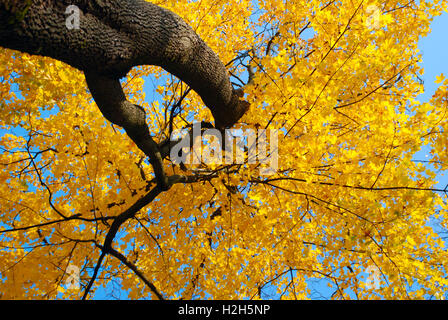 Schöne gelbe Ahorn Blätter im Herbst in einem schönen Park und blauer Himmel Stockfoto